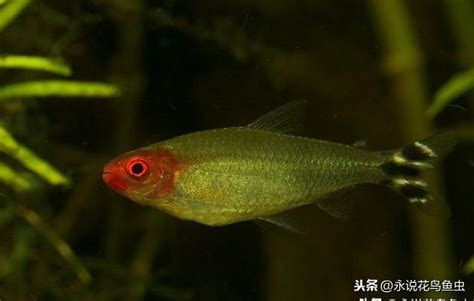 燈魚種類|專注熱帶魚 